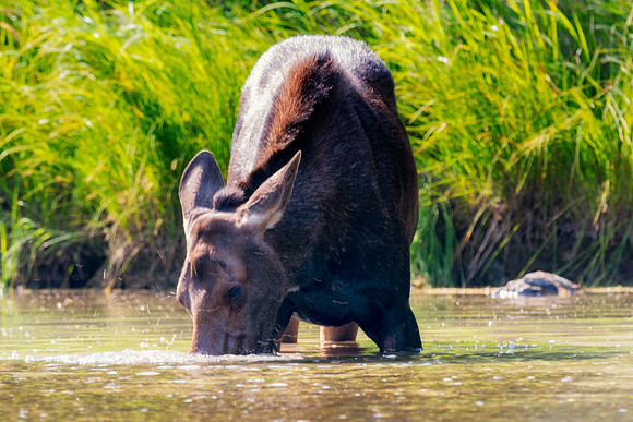 Cow Moose