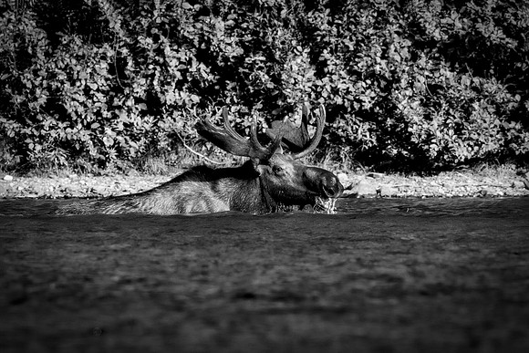 Bull Moose