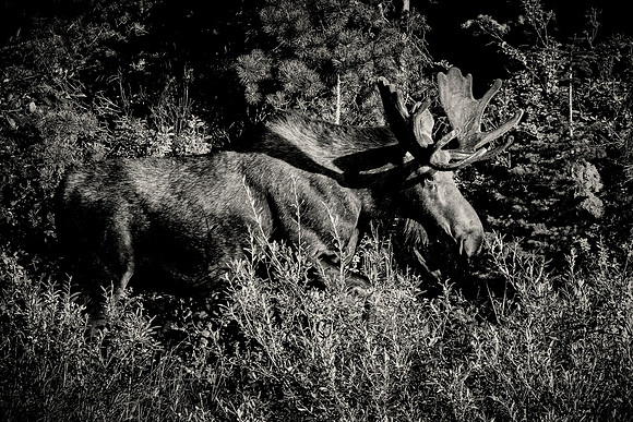 Bull Moose