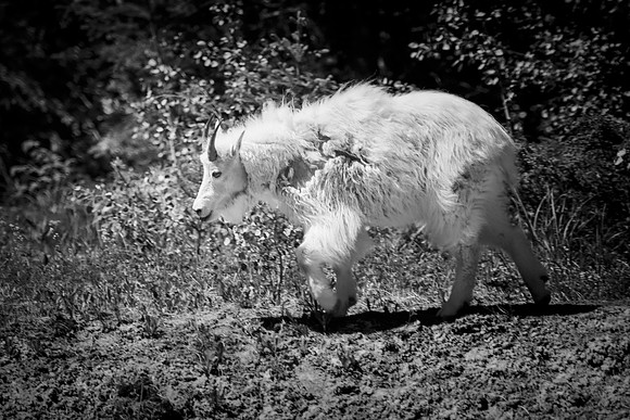 Mountain Goat