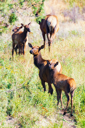 Elk