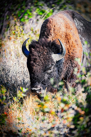 Bertazzoni, Bison, Buffalo, Calf, Nikon, USA, WWF, Yellowstone, animals, forest, horns, hunting, landscape, meat, nature, park, redskins, skin, skin, tatanka, wildlife