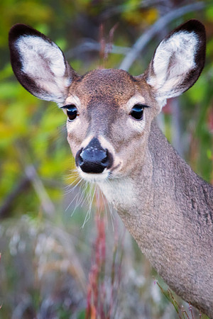 "white tailed deer", deer, antelope, USA, Texas, Bertazzoni, ears, Nikon, wildlife, park, nature
