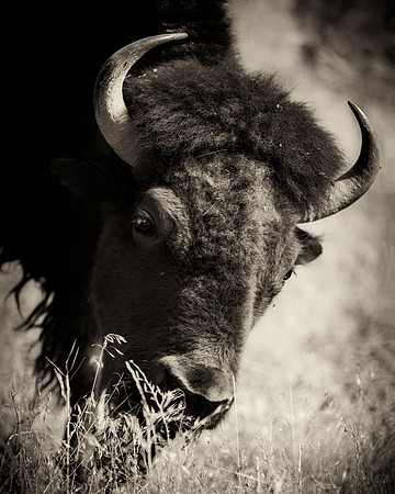 Bison
