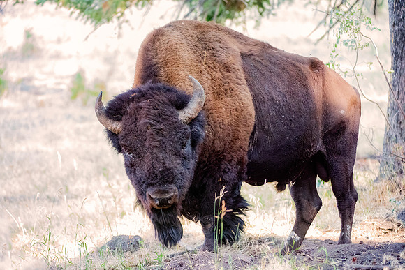 Bertazzoni, Bison, Buffalo, Calf, Nikon, USA, WWF, Yellowstone, animals, forest, horns, hunting, landscape, meat, nature, park, redskins, skin, skin, tatanka, wildlife