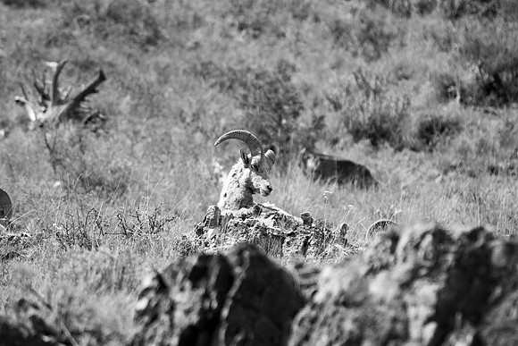 "Bighorn Sheep", "North America", USA, sheep, horns, hunting, nature, mountains, colors, Wyoming, "Grand Teton", Yellowstone, Nikon, Bertazzoni,  "black & white"