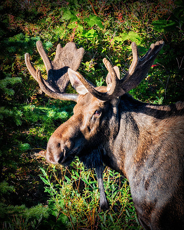 Bull Moose