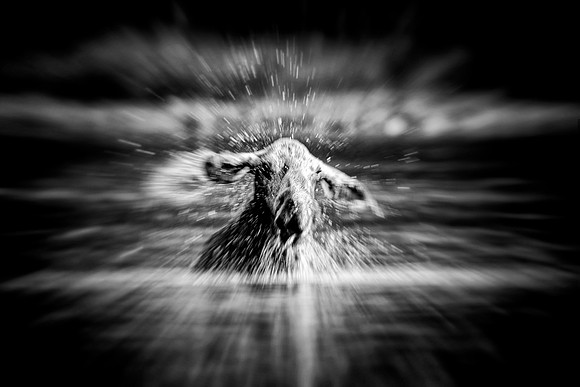 Cow Moose