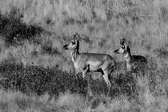 Bertazzoni, "Bighorn Sheep", "Grand Teton", Nikon, "North America", USA, Wyoming, Yellowstone, colors, horns, hunting, mountains, nature, pronghorn, sheep