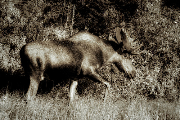 Bull Moose