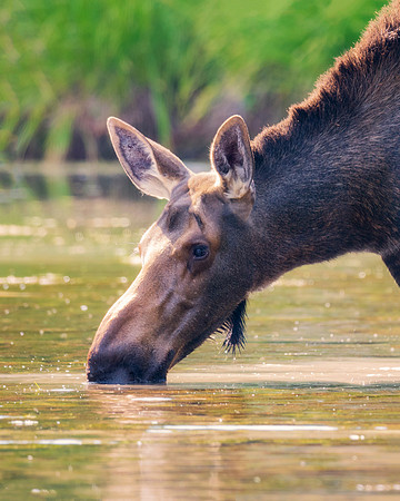 Cow Moose