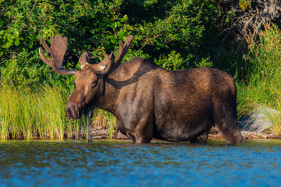 Bull Moose