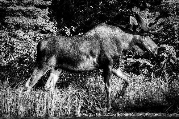 Bull Moose