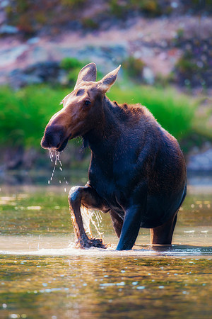 Cow Moose