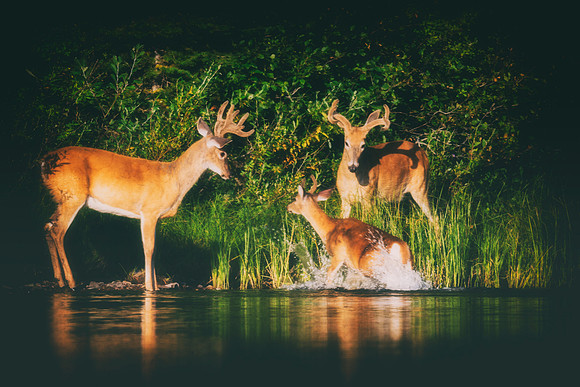 White Tailed Deer
