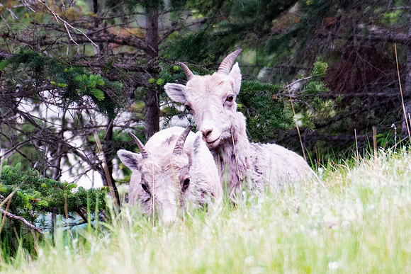 Bighorn Sheeps
