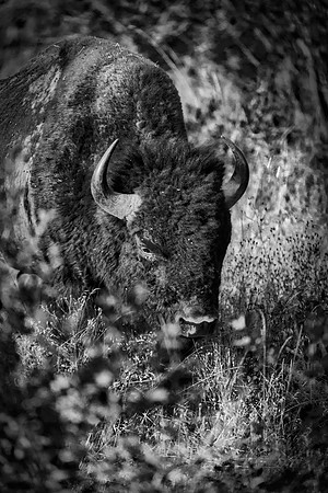 Bertazzoni, Bison, Buffalo, Calf, Nikon, USA, WWF, Yellowstone, animals, forest, horns, hunting, landscape, meat, nature, park, redskins, skin, skin, tatanka, wildlife