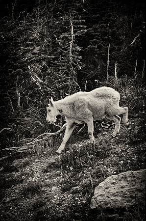 Mountain Goat