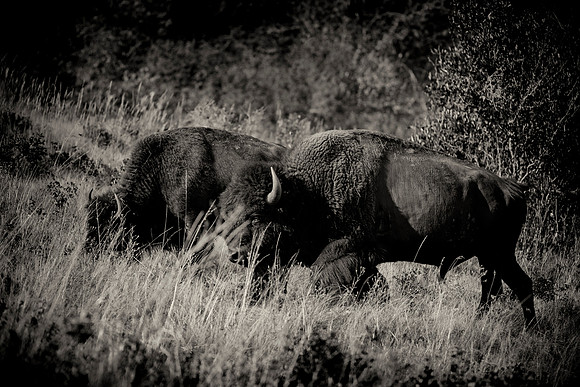Bertazzoni, Bison, Buffalo, Calf, Nikon, USA, WWF, Yellowstone, animals, forest, horns, hunting, landscape, meat, nature, park, redskins, skin, skin, tatanka, wildlife