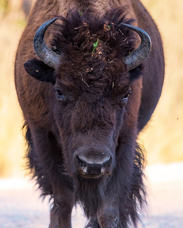 Bertazzoni, Bison, Buffalo, Calf, Nikon, USA, WWF, Yellowstone, animals, forest, horns, hunting, landscape, meat, nature, park, redskins, skin, skin, tatanka, wildlife