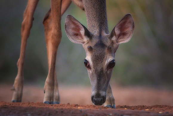 Whitetail Deer