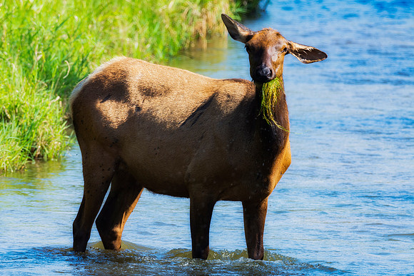 Elk