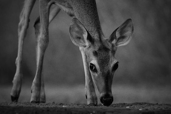 Whitetail Deer