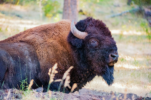 Bison