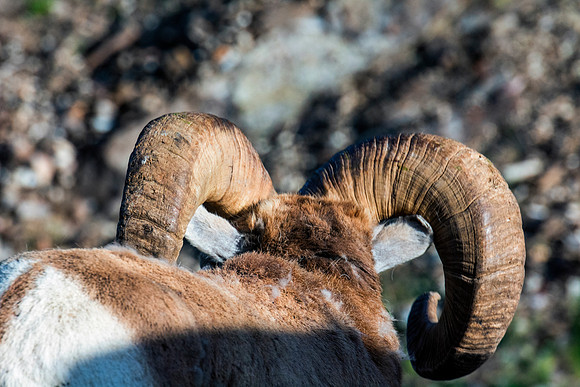 Bighorn Sheep