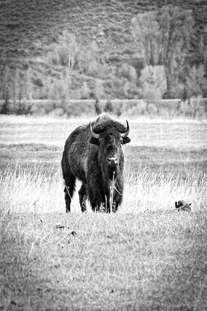 Bison, Buffalo, Calf, WWF, Yellowstone, horns, animals, forest, landscape, nature, park, redskins, skin, wildlife, USA, skin, meat, hunting, Nikon, Bertazzoni, tatanka,