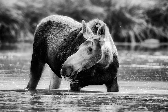 Cow Moose