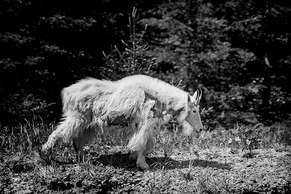 Mountain Goat