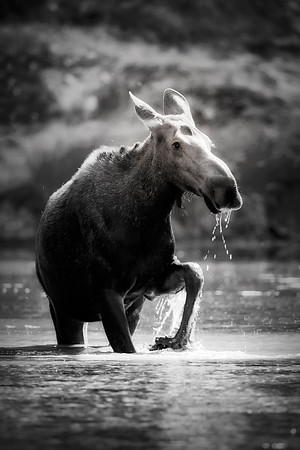 Cow Moose
