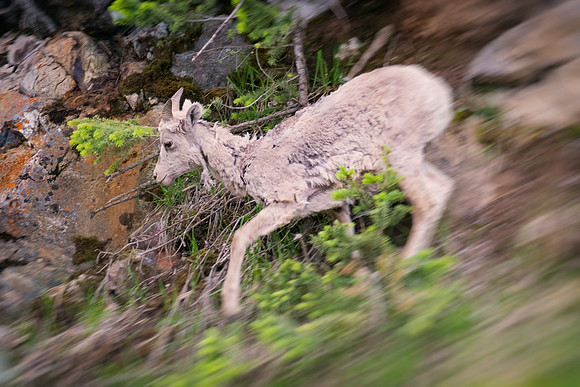 Bighorn Sheep