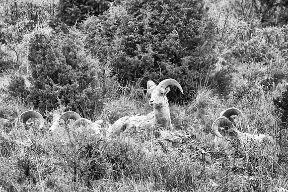 "Bighorn Sheep", "North America", USA, sheep, horns, hunting, nature, mountains, colors, Wyoming, "Grand Teton", Yellowstone, Nikon, Bertazzoni,  "black & white"
