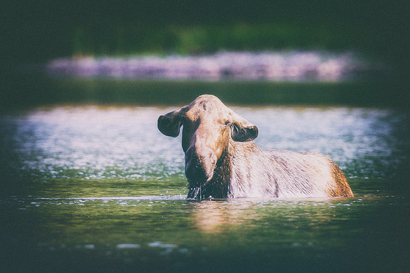 Cow Moose