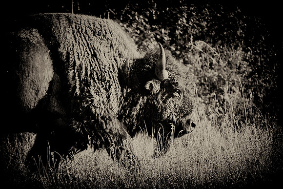 Bertazzoni, Bison, Buffalo, Calf, Nikon, USA, WWF, Yellowstone, animals, forest, horns, hunting, landscape, meat, nature, park, redskins, skin, skin, tatanka, wildlife