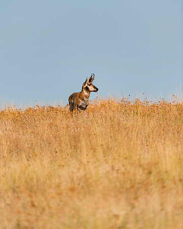 Bertazzoni, "Bighorn Sheep", "Grand Teton", Nikon, "North America", USA, Wyoming, Yellowstone, colors, horns, hunting, mountains, nature, pronghorn, sheep