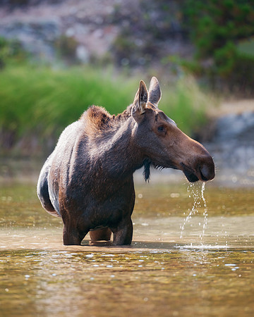 Cow Moose