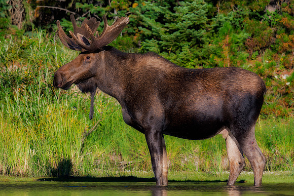 Bull Moose