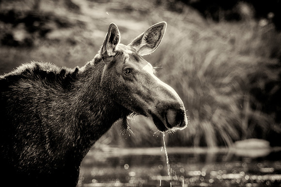 Cow Moose