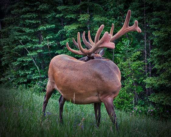 Elk