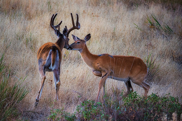 Bertazzoni, "Bighorn Sheep", "Grand Teton", Nikon, "North America", USA, Wyoming, Yellowstone, colors, horns, hunting, mountains, nature, pronghorn, sheep, "whitetail deer"