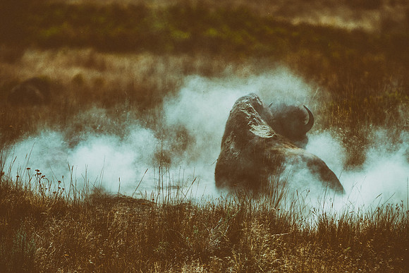 Bertazzoni, Bison, Buffalo, Calf, Nikon, USA, WWF, Yellowstone, animals, forest, horns, hunting, landscape, meat, nature, park, redskins, skin, skin, tatanka, wildlife