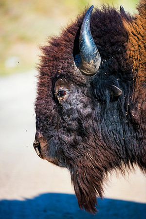 Bertazzoni, Bison, Buffalo, Calf, Nikon, USA, WWF, Yellowstone, animals, forest, horns, hunting, landscape, meat, nature, park, redskins, skin, skin, tatanka, wildlife