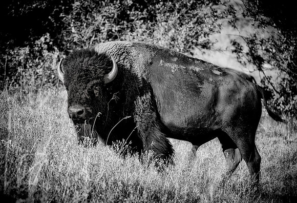 Bertazzoni, Bison, Buffalo, Calf, Nikon, USA, WWF, Yellowstone, animals, forest, horns, hunting, landscape, meat, nature, park, redskins, skin, skin, tatanka, wildlife