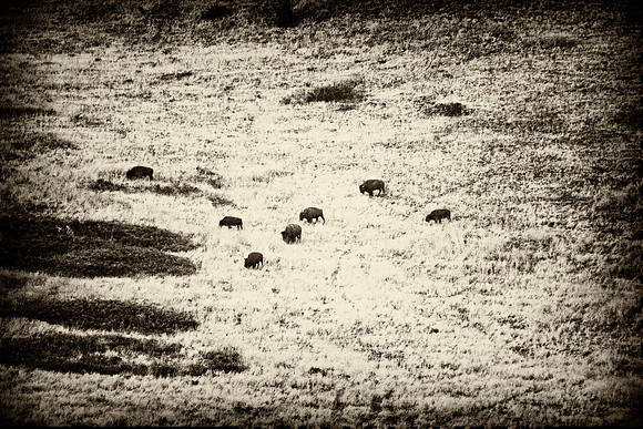 Bertazzoni, Bison, Buffalo, Calf, Nikon, USA, WWF, Yellowstone, animals, forest, horns, hunting, landscape, meat, nature, park, redskins, skin, skin, tatanka, wildlife