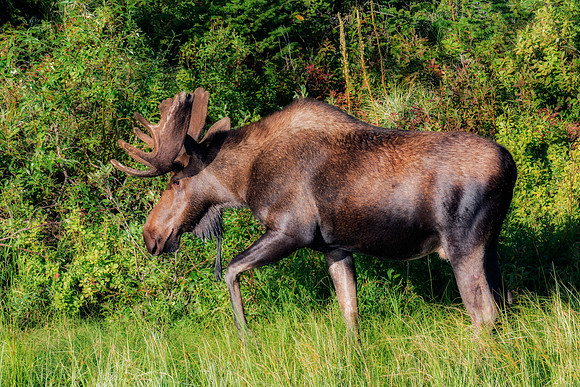 Bull Moose