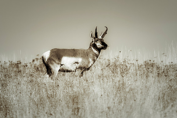 Pronghorn