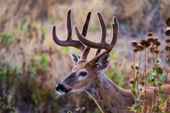 Bertazzoni, "Bighorn Sheep", "Grand Teton", Nikon, "North America", USA, Wyoming, Yellowstone, colors, horns, hunting, mountains, nature, pronghorn, sheep, "whitetail deer"